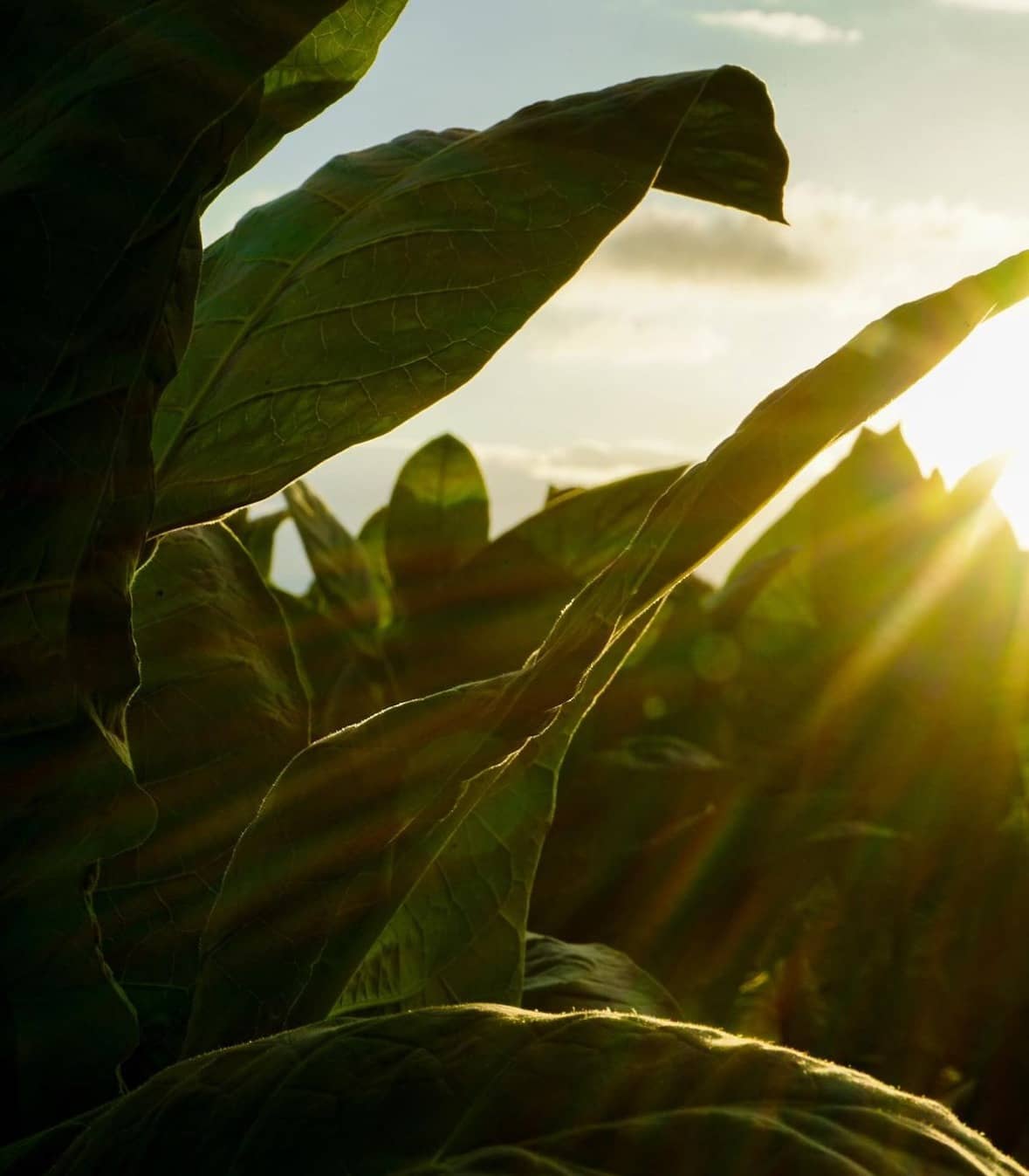 Sunlight coming through the leaves of a growing tobacco plant